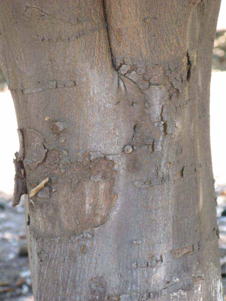            Bark (Riverside, CA)   